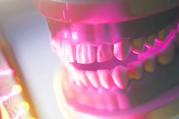 Modelo de dientes orales dentales —  Fotos de Stock