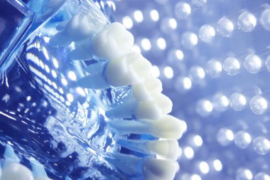 Diş hekimleri diş diş modeli