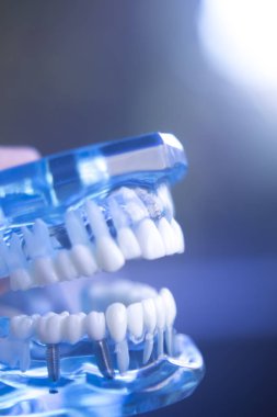 Diş Hekimliği Diş modeli öğretim