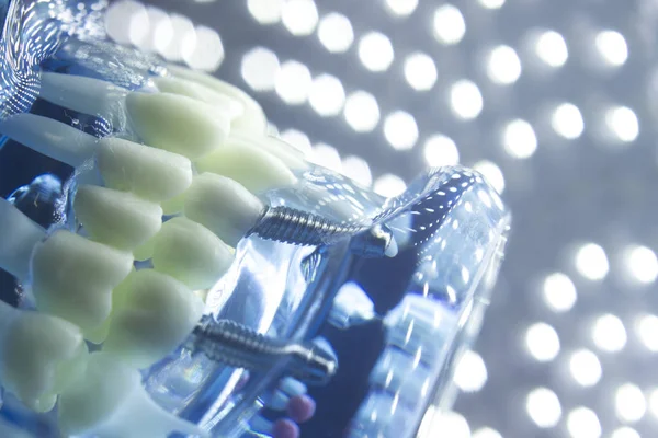 Diş hekimleri diş diş modeli