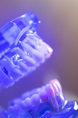 Diş sağlıklı diş modeli