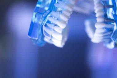 Diş Hekimliği Diş modeli öğretim