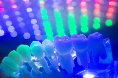 Diş diş kökleri modeli