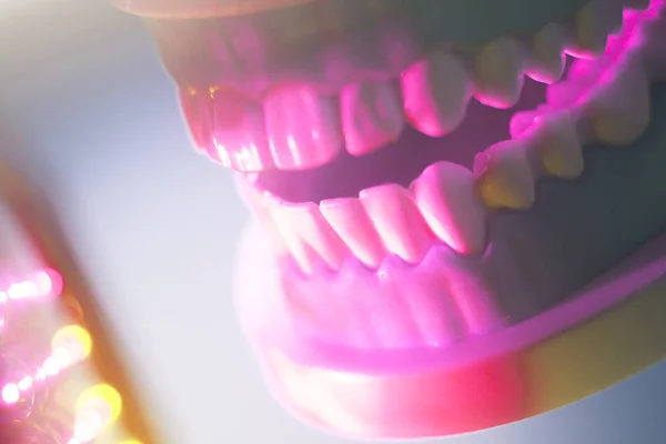 Модель зубов полости рта — стоковое фото