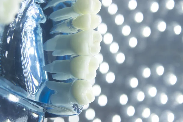 Diş hekimleri diş diş modeli