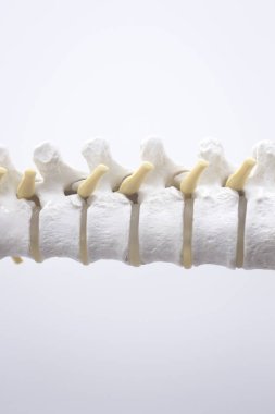 İnsan omurga sütun omur modeli