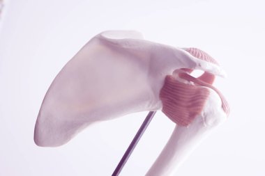 İnsan omuz eklem modeli