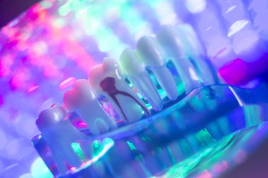 Diş hekimi diş modeli