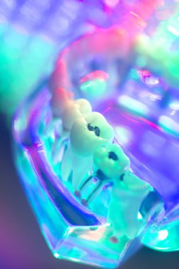 Diş hekimi diş modeli