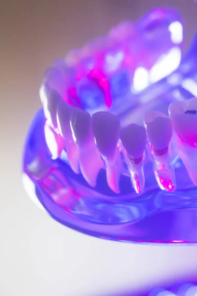 Model dentystyczny zdrowe zęby — Zdjęcie stockowe