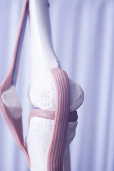 Model lidské koleno společné menisku — Stock fotografie