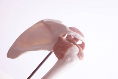 İnsan omuz eklem modeli