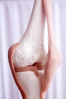 İnsan diz eklem Menisküs modeli