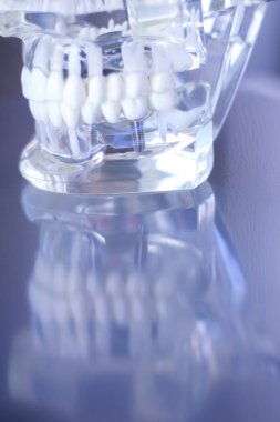 Dentsts diş diş modeli