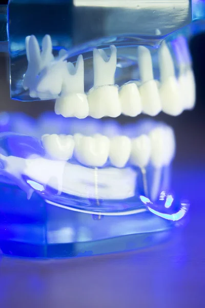 Клиническая модель зубов — стоковое фото