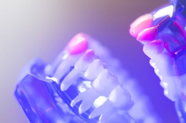 Diş sağlıklı diş modeli