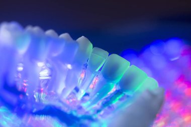 Diş diş kökleri modeli