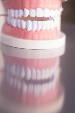 Dentsts diş diş modeli