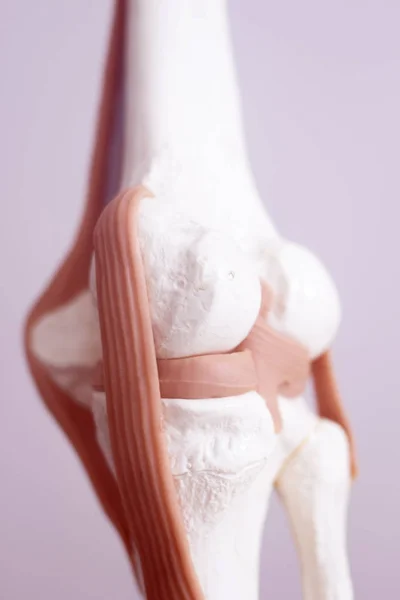 Human knee joint meniscus model
