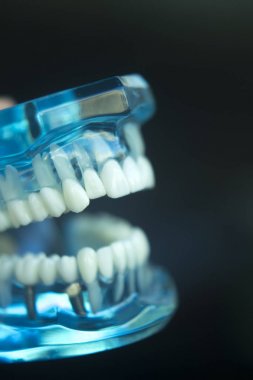 Diş Hekimliği Diş modeli öğretim