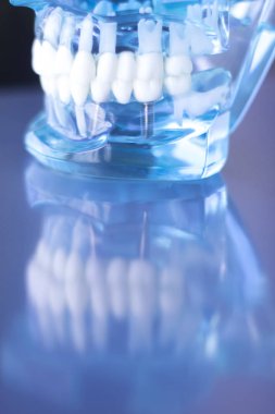 Dentsts diş diş modeli