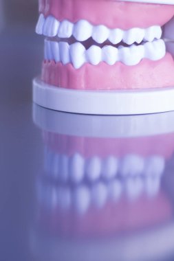 Dentsts diş diş modeli