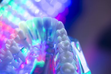 Diş hekimi diş modeli