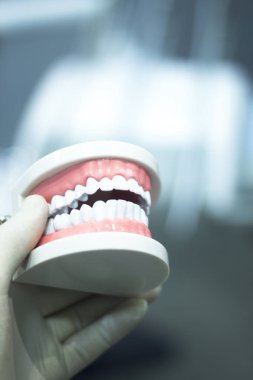 Diş diş ağız modeli