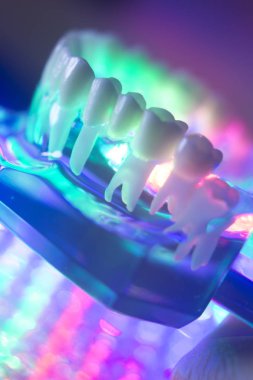 Diş hekimi diş modeli