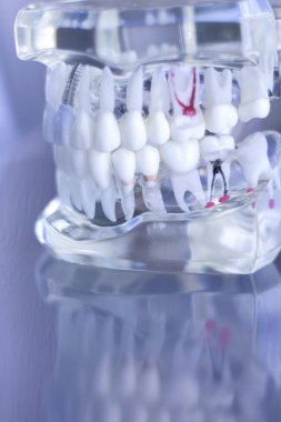 Dentsts diş diş modeli