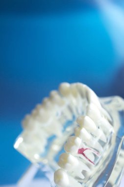 Diş diş ağız modeli