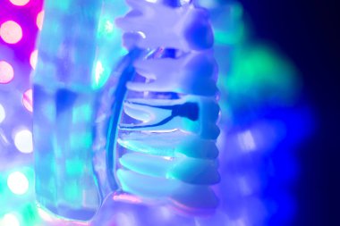 Diş sağlığı diş modeli