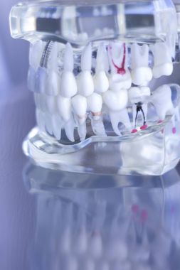 Dentsts diş diş modeli