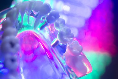 Diş hekimi diş modeli