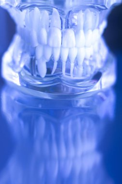 Dentsts diş diş modeli