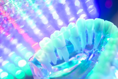 Diş hekimi diş modeli