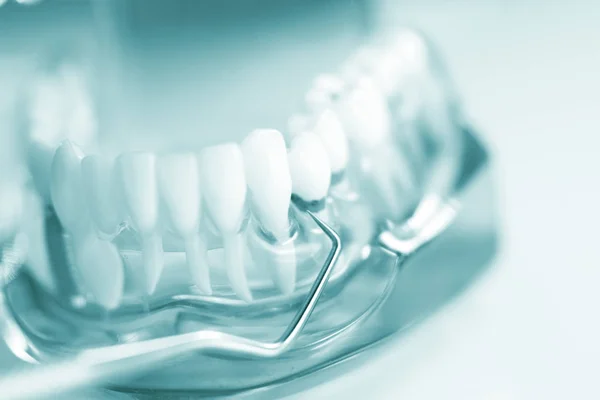 Modello di dentista dentale — Foto Stock