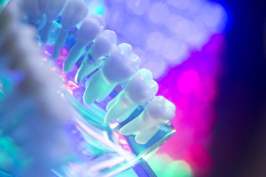 Diş hekimi diş modeli