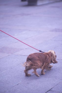İnsanlar sokakta yürüyen köpek