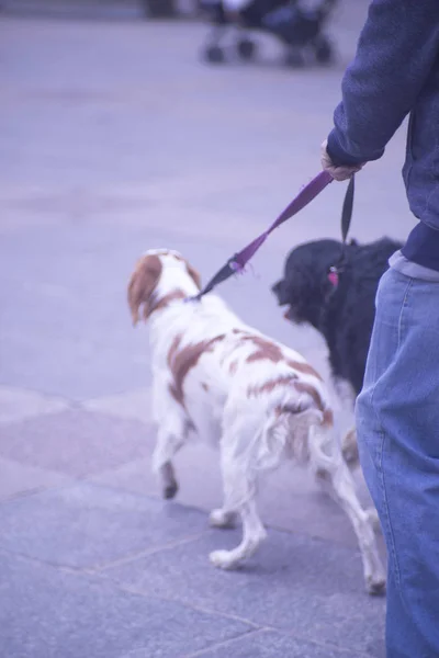 Люди выгуливают собаку на улице — стоковое фото
