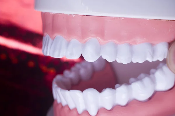 Dentysta zębów nauczanie modelu stomatologicznego — Zdjęcie stockowe