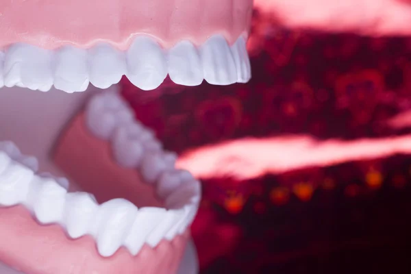Dientes dentistas enseñando modelo dental —  Fotos de Stock