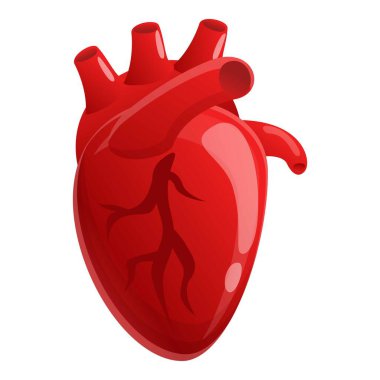Muscle human heart icon, cartoon style clipart