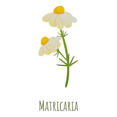 Matricaria chamomile icon, cartoon style clipart