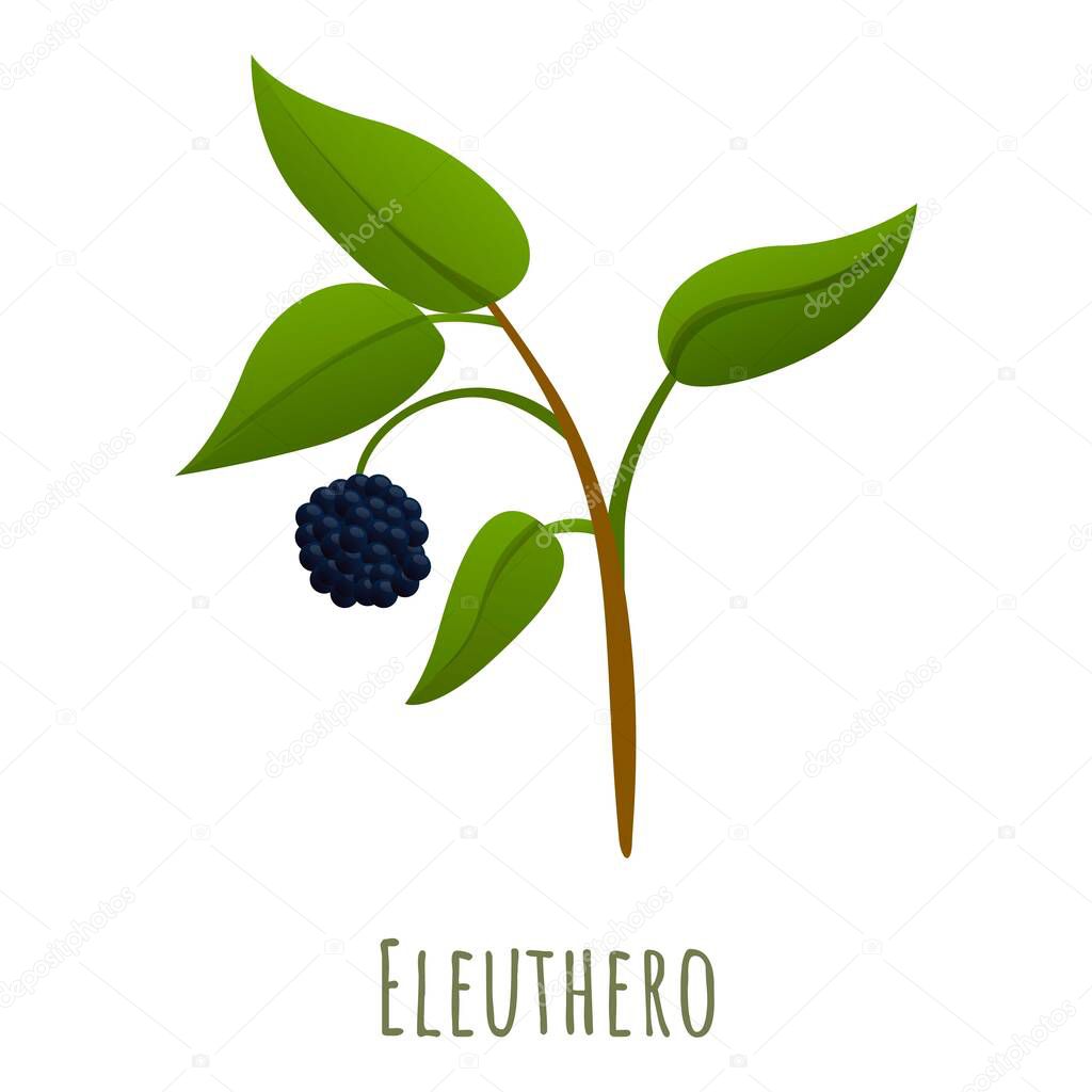 Eleuthero herb icon, cartoon style