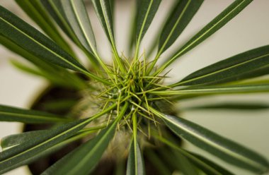 İçerideki bitkiler, kaktüs yaprakları.