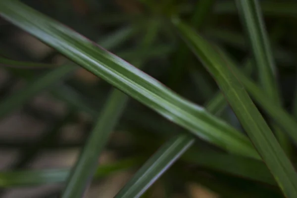 家庭棕榈的绿叶 — 图库照片