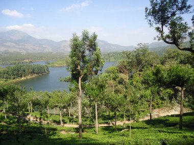 Munnar Kerala Hindistan 'ın büyüleyici doğası.