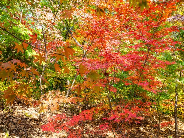 red Japanese Maple tree (acer palmatum) in garden