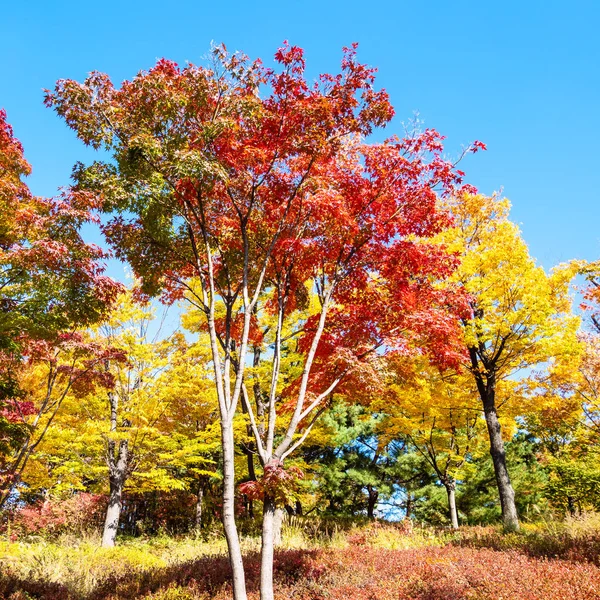 red maple trees in park on sunny autumn day